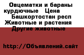 Овцематки и бараны курдючные › Цена ­ 7 000 - Башкортостан респ. Животные и растения » Другие животные   